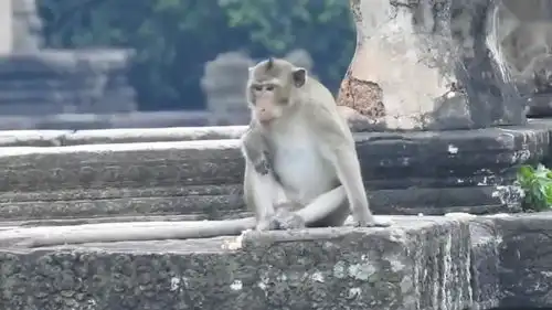 公园一猴子戏耍狗子,这真是太搞笑了
