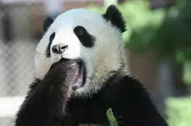 巴西雨林6米长巨蟒吐出整只奶牛组图
