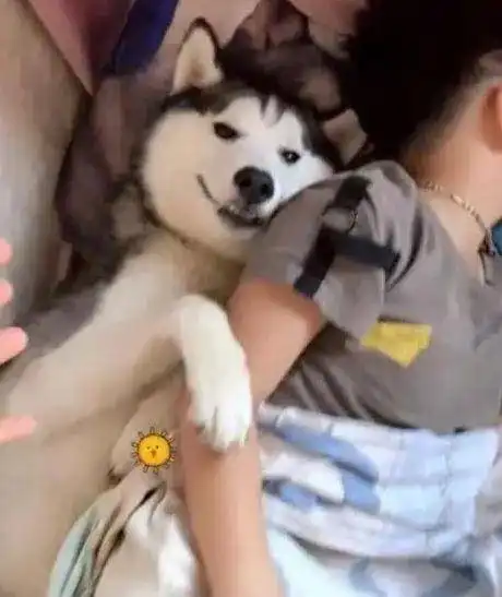 儿子和二哈单独在家,主人下班一看,笑得直不起腰
