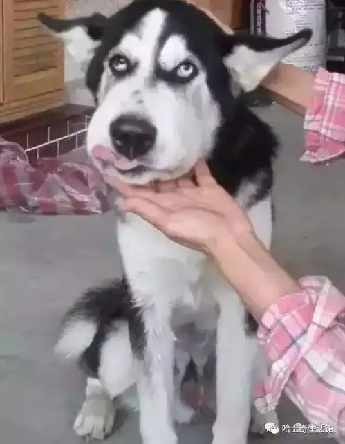 哈士奇又是哈士奇
