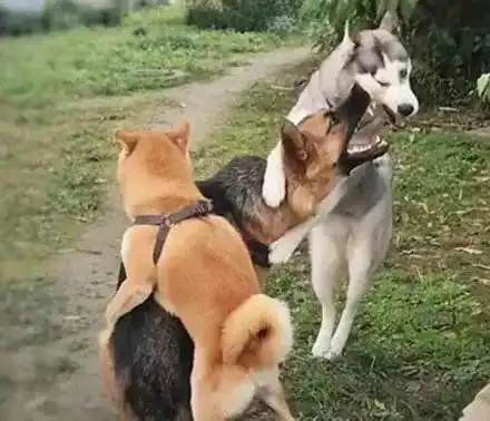 哎呦,没想到二哈原来也有两副面孔
