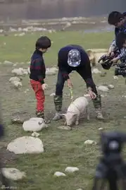 爸爸去哪儿今晚预告爸爸百变大咖秀萌娃们玩小猪赛跑
