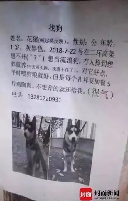主人贴佛系寻狗启示,三天后二哈带着媳妇回来了
