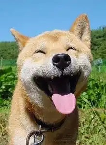 动物趣图让你笑不停
