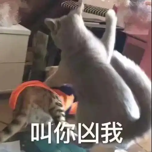搞笑gif别去找工作了,来她们家应聘老公吧
