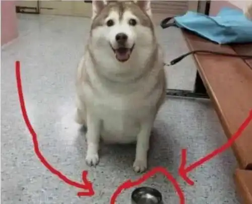 狗狗因太胖被送到奶奶家减肥,一段时间后去接,结果被笑倒了
