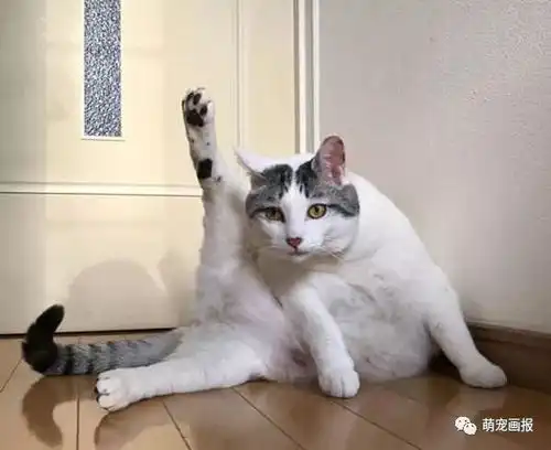 搞笑猫咪照片小集锦

