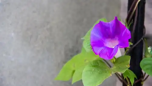 6月,无一不是你,余生必是你,痴心不变,再遇旧爱,让爱重生属羊网易订阅
