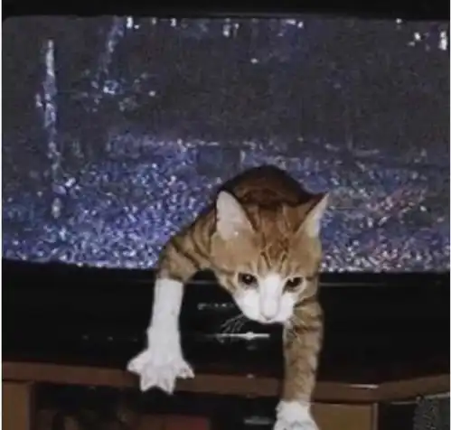 来一波猫咪搞笑图片合集,睡了一觉发现什么没了
