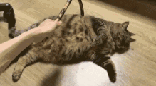 只有橘猫长得胖那是你没见过中华田园大狸花
