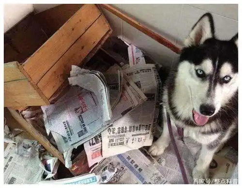心机野狼如何被招安成了温顺的家犬很多时候,就是饿的

