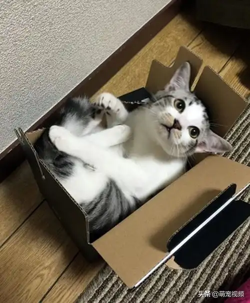 搞笑猫咪图片一箩筐,喵呜
