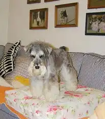 暴饮暴食容易伤害犬的肠胃
