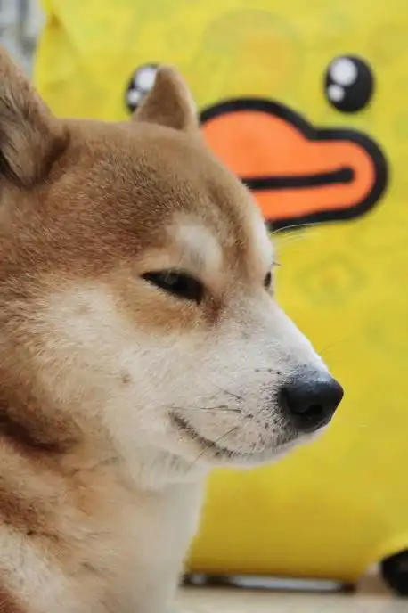 听说旺旺旺狗年有萌犬与你相伴
