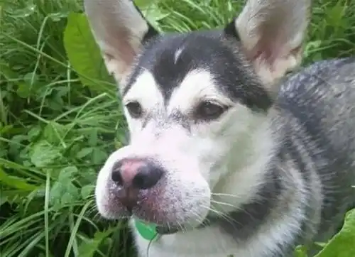 被蜂类攻击后惨变猪头的汪星人们
