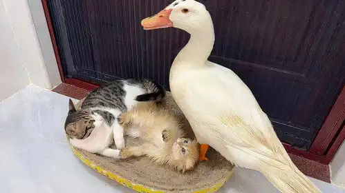 动物成精了小猫和鸭子睡在一起了搞笑的动物,可爱的萌宠小狗
