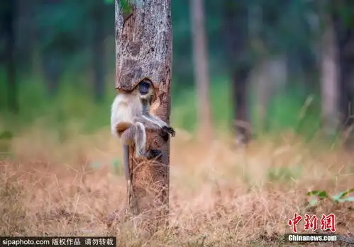 印度公园现猴子树猴树合一趣味十足
