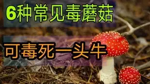 新之第一次捡蘑菇体验在西藏怎么捡蘑菇呢跟着新之去看看吧超奈斯的一天哦
