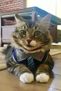 搞笑猫咪照片一箩筐
