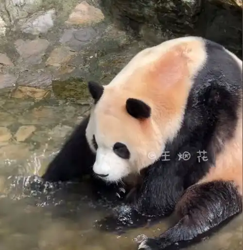 笑不活了福宝躺平自带枕头冲上热搜,我笑死在网友的评论区
