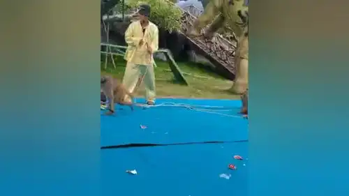 耍猴人在表演,猴戏,猴子骑车,猴艺表演,耍猴,搞笑,动物
