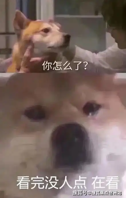 今年让网友笑吐的动图合集求求大家进来一起笑

