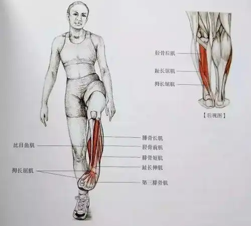 健身全套小腿拉伸图解让你告别萝卜腿
