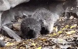 豪猪啪啪啪现场,看着好疼
