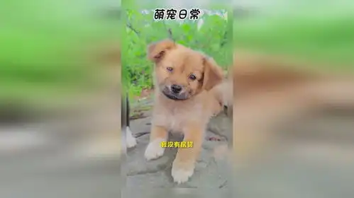 萌宠日常,别再说累成狗了,狗真没你累
