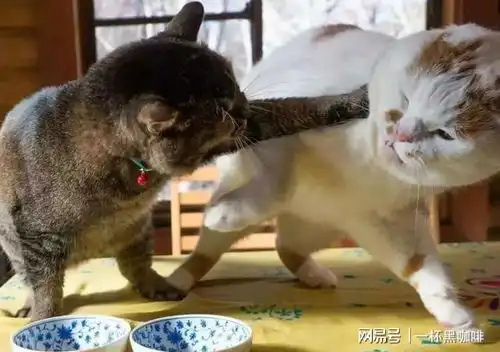 自从养了猫,我再也没机会吃独食了
