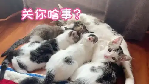 三个月的小猫还没断奶,如何终结它们吃奶的问题呢年度搞笑沙雕派对
