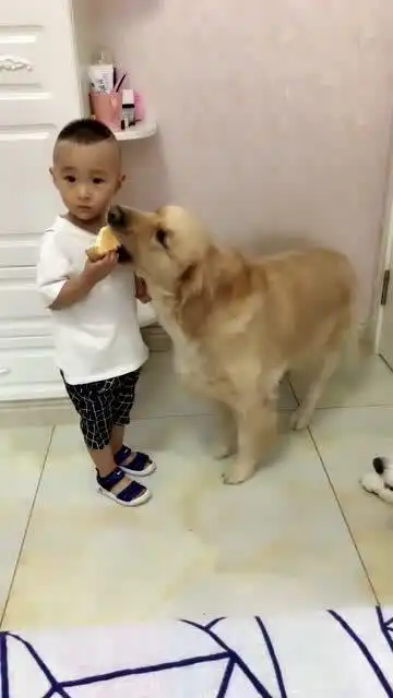 小主人正在吃东西,金毛馋的竟趁机上去抢食太搞笑了
