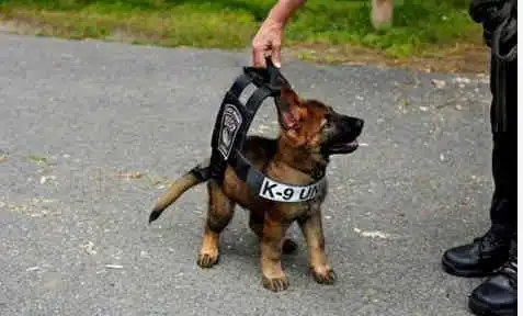 第一天上班的小警犬,一脸搞怪的样子简直萌翻了
