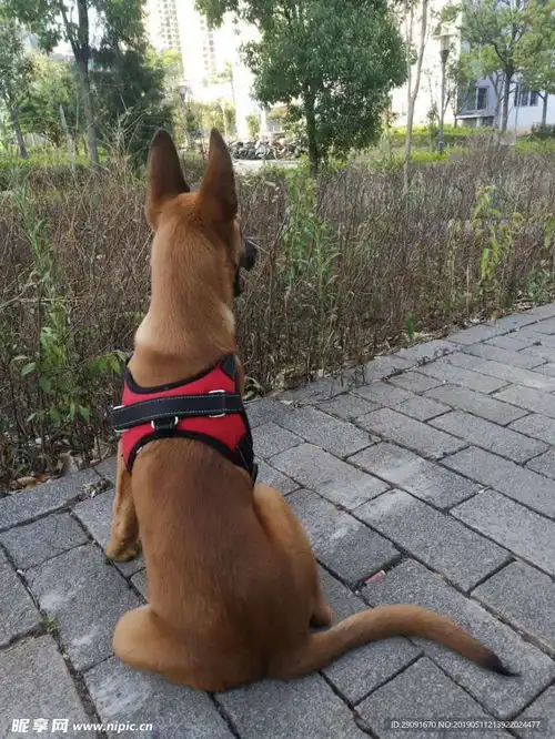 马犬摄影图其他生物
