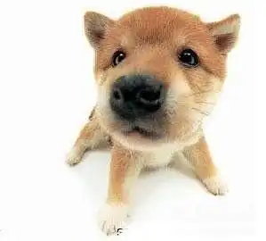 我爱动物的公共相册
