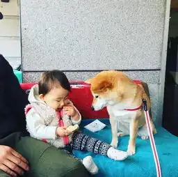 邻居怀孕,却让我把狗送走真搞笑
