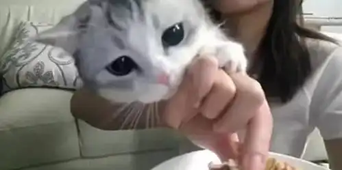 猫咪看到主人独吃披萨,死死抱住主人手臂,馋嘴样子引人爆笑
