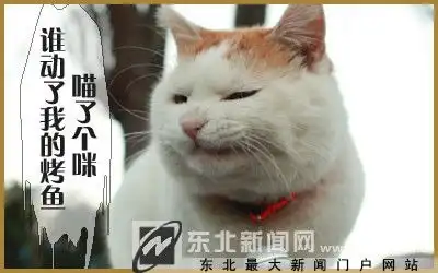 爆笑吐血猫叔,谁动了烤鱼
