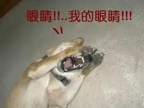 qq表情搞笑qq表情动物图片我的眼睛
