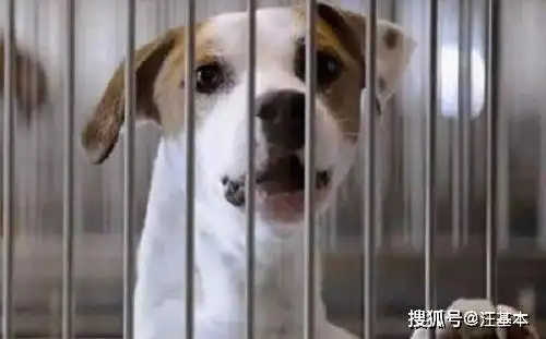 拉布拉多生癣怎么去除
