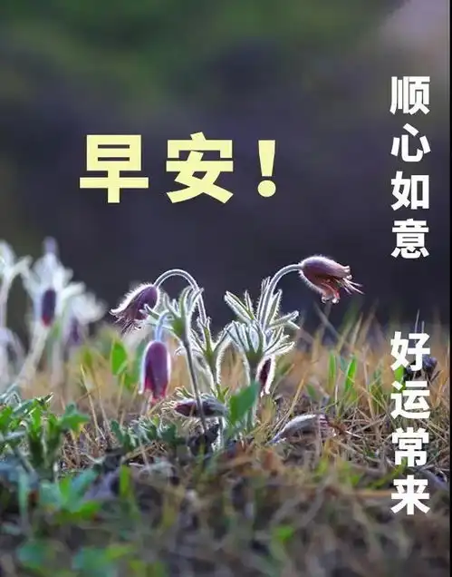 三伏天中伏非常有创意的早上好表情图片带祝福语好看的中伏早安问候祝福语
