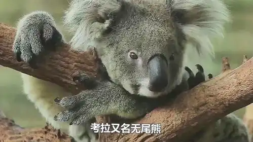 考拉打架打输了,坐在地上哇哇大哭,让人心疼又好笑
