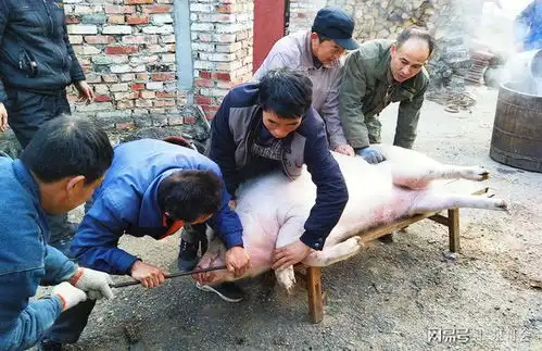 每年都要杀过年猪,你知道什么时候杀过年猪最合适吗
