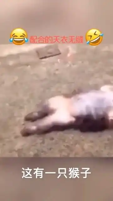 搞笑配音搞笑视频搞笑动物沙雕热门
