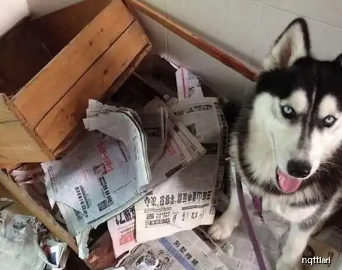 二哈在外被偷,一周后却被人送回,看到身上的字条后主人笑哭
