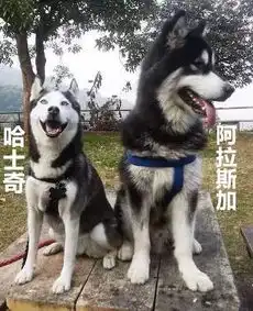 阿拉斯加,其实也是个大逗比
