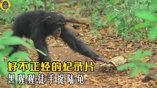 好不正经的动物世界,黑猩猩与陆龟错综复杂的有趣故事
