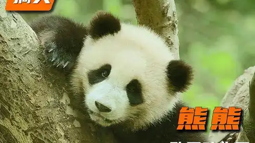 大熊猫宝宝,考虑到它是国宝,我不敢写死动物世界搞笑大熊猫
