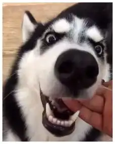 谁说哈士奇不能当警犬看民警们五天训练成警犬
