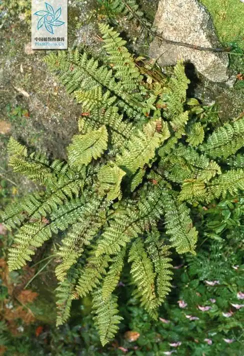 黑秆蹄盖蕨组
